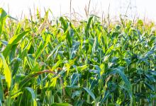 Corn field